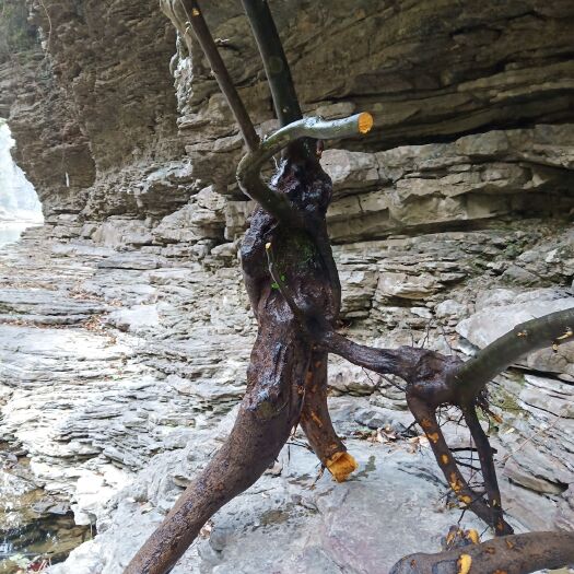 旺苍县 天然根雕