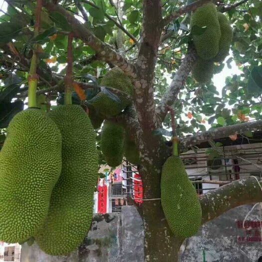 灵山县四季菠萝蜜苗