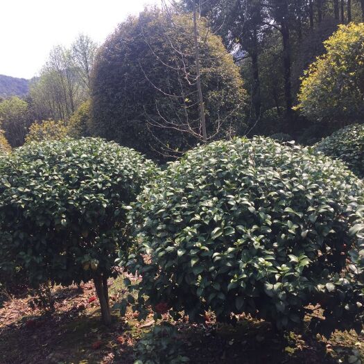 长沙 冠幅50cm至3m茶花球现货供应