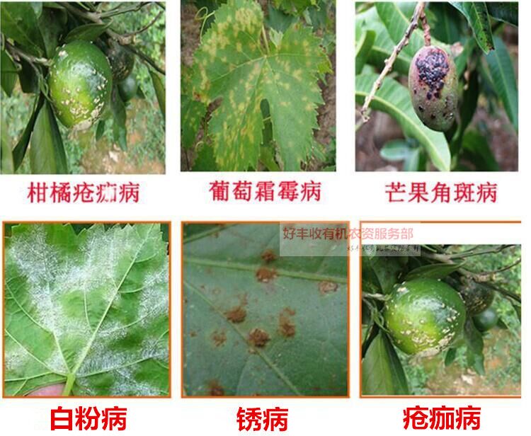  靓果安 芒果角斑病猕猴桃柑橘溃疡病褐斑炭疽病桃树穿孔病杀菌