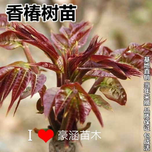 红香椿苗 香椿树苗南北方通种，适合盆栽.地载.庭院种植，三个