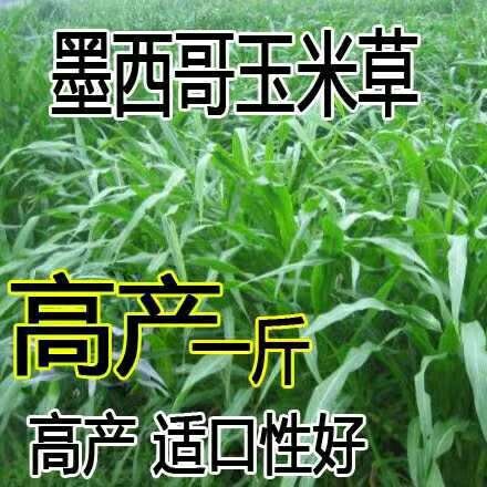 郑州青绿饲料  墨西哥玉米草种子牧草种子四季高产大叶猪羊牛鱼鸡鹅