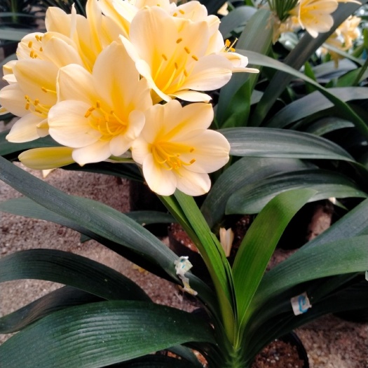 漳平市君子兰盆栽 带黄花君子兰基地直销
