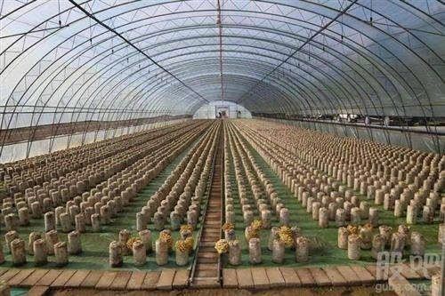 长兴县钢管大棚 厂家直销蔬菜大棚、养殖大棚、连体大棚等。