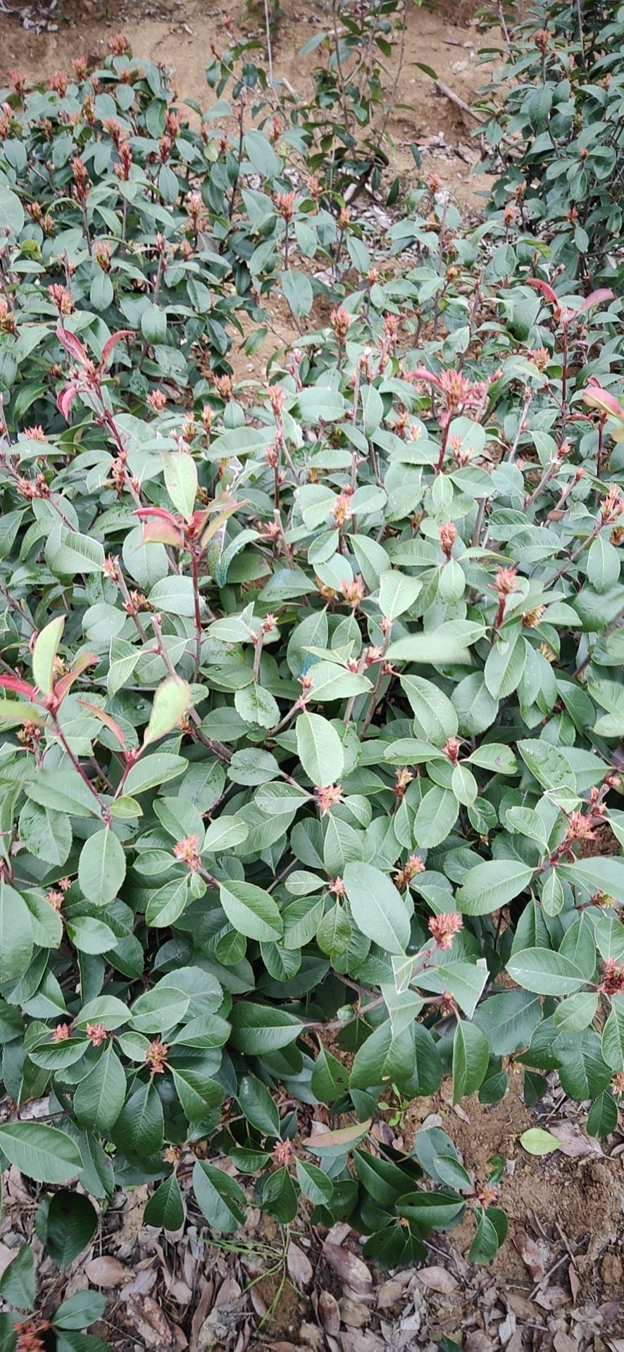  红叶石楠龙柏蜀桧（塔柏）基地