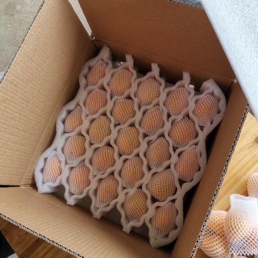 云霄县 枇杷早钟6号