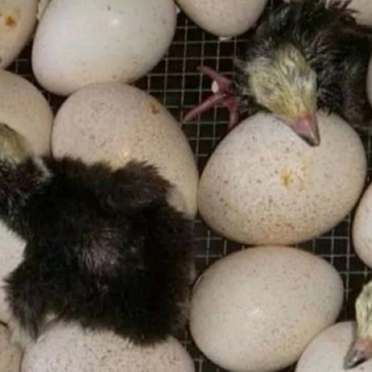 祁阳市火鸡苗 散养
