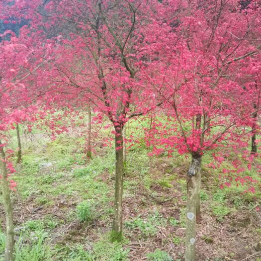 全州县日本红枫 各种红枫出售，自家苗圃低于市场价