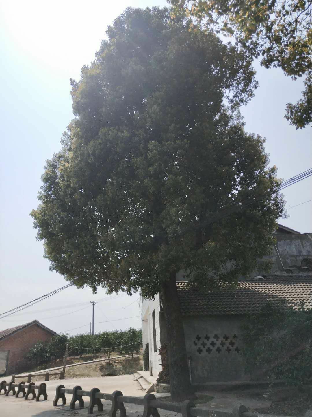  55香樟，3米分桠。自家树公路边，树全冠精品