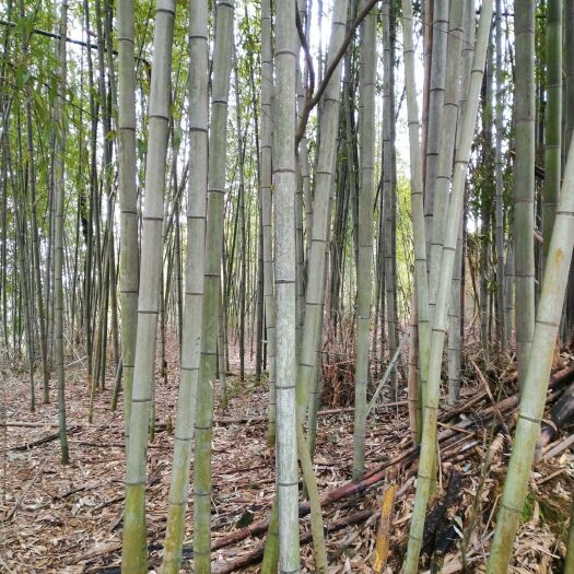 永州苦竹 毛竹楠竹