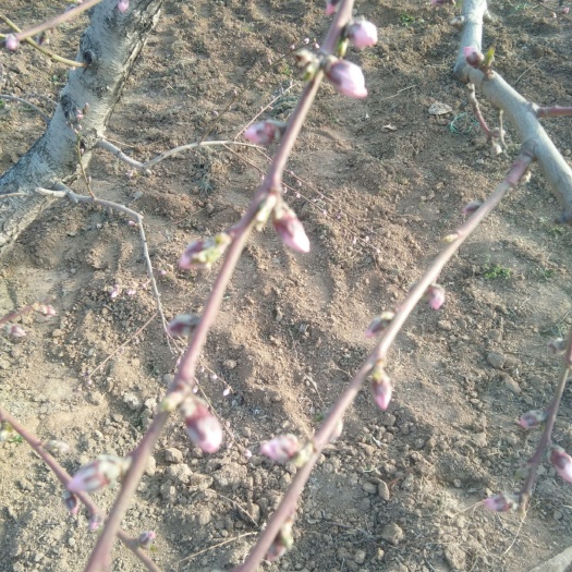 平陆县 还没有开的桃花