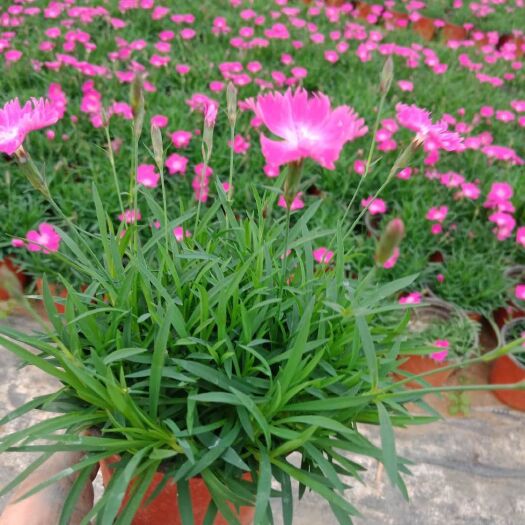 青州市草花 精品欧石竹基地大量现货供应