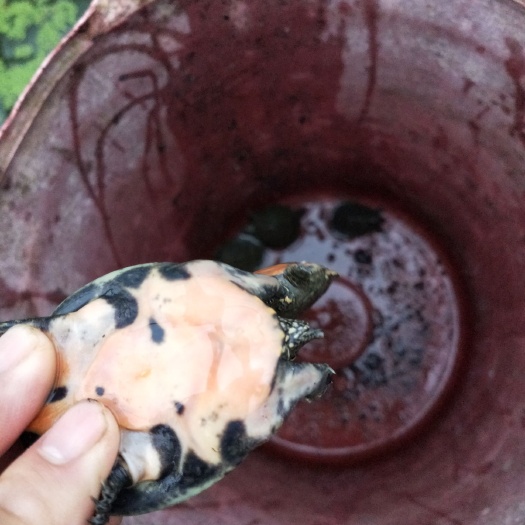 平南县黄沙鳖苗 黄沙苗