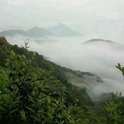 德庆县单枞茶 德庆县高良镇大都塘高山单丛茶丶