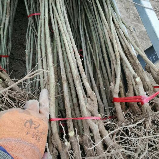 荥阳市软籽石榴苗 2公分