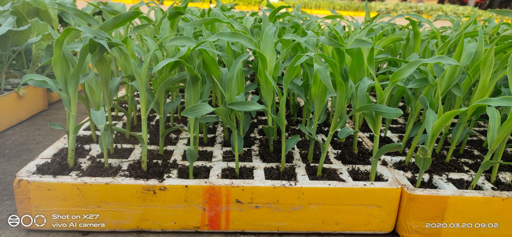 双色甜脆玉米苗，冷链发货，基地直供，量大从优！可开发票！