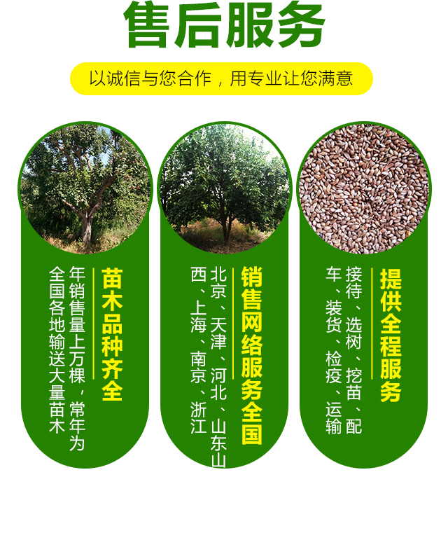 12公分八棱海棠树价格13公分八棱海棠树价格