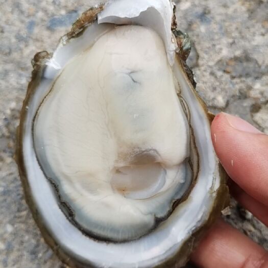 北海生蚝  白蚝脆蚝  小蚝5-6只一斤