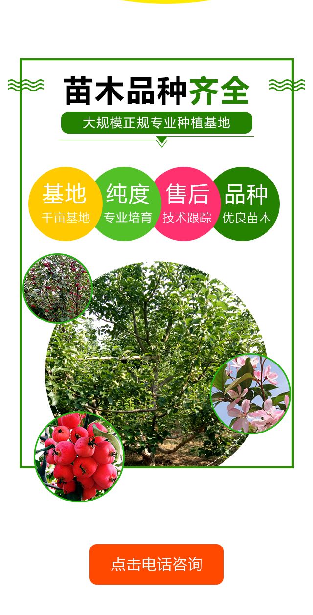 12公分八棱海棠树价格13公分八棱海棠树价格
