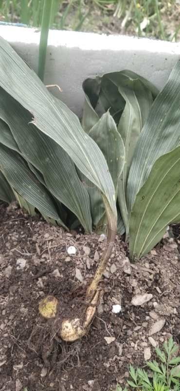 镇坪县白及 白芨