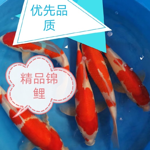 红白三色锦鲤 精品，商品，统货，三色，红白，昭和，丹顶