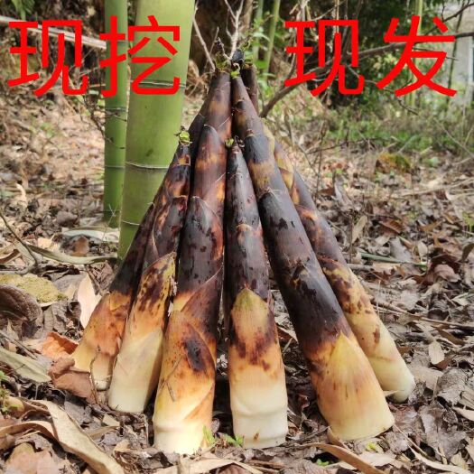 南昌县 包邮临安天目山新鲜竹笋春笋去根现挖雷笋农家蔬菜油焖笋冬笋