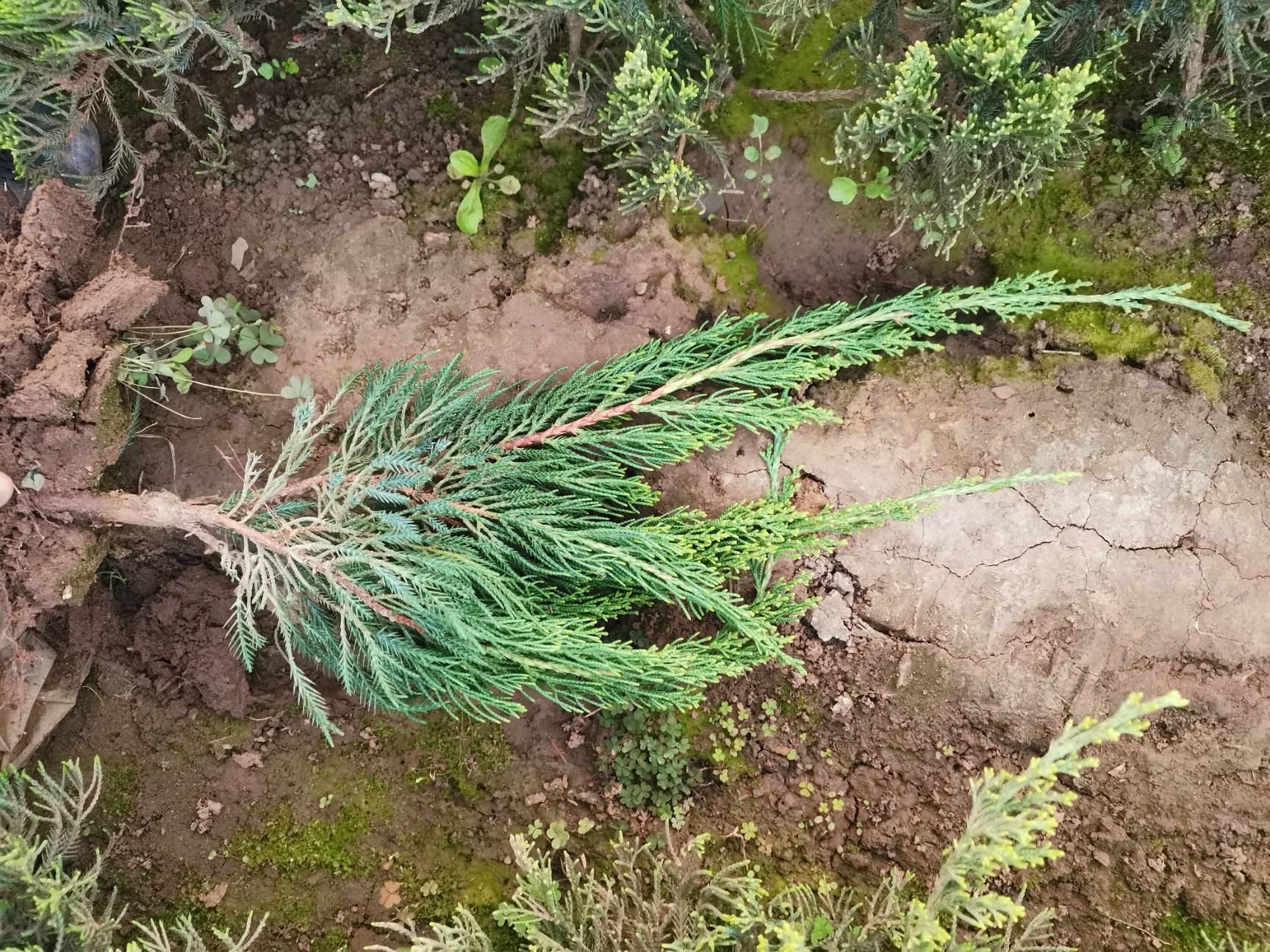 小龙柏 龙柏容器苗 量大可优惠 欢迎新老客户实地看货