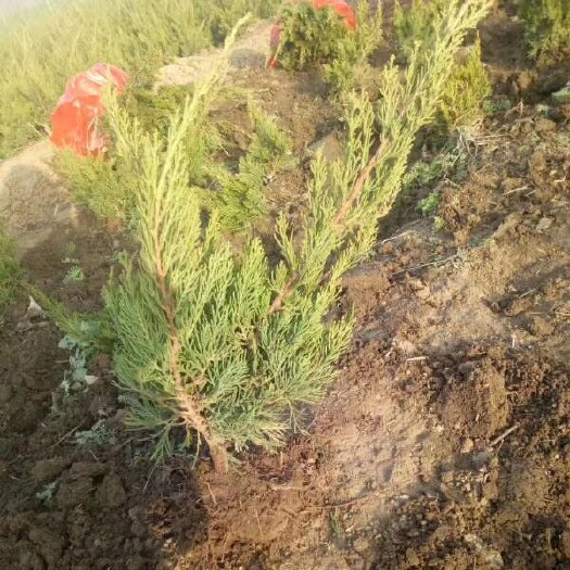 青州市上盆，地栽小龙柏基地大量现货供应，冠幅好，根系发达，成活率
