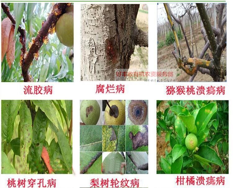  靓果安 芒果角斑病猕猴桃柑橘溃疡病褐斑炭疽病桃树穿孔病杀菌