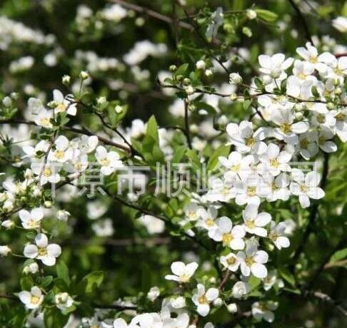 开原市珍珠绣线菊苗 出售珍珠绣线菊40－80公分珍珠绣线菊一年苗