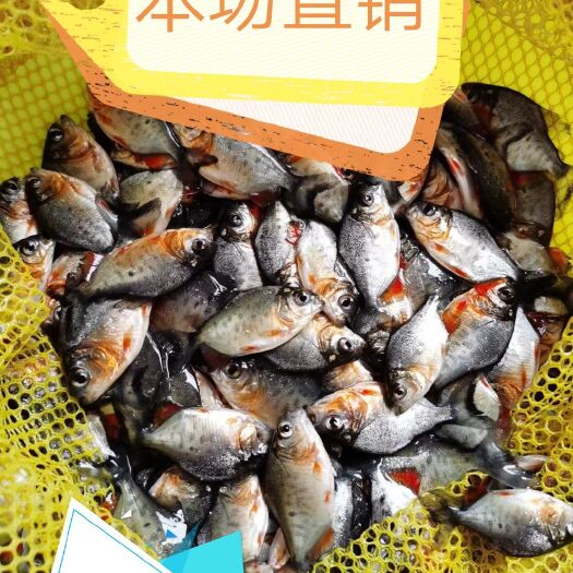 四会市红鲳鱼苗 大量出售新苗，白昌，红昌，