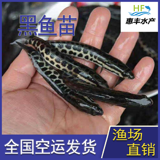 广州 优质快大   杂交黑鱼苗    全国统一发货