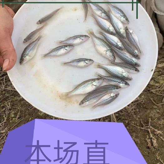 佛山加州鲈鱼苗 优鲈一号，已经全部驯化料