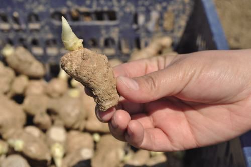 山东姜种 货源充足，亩产过万