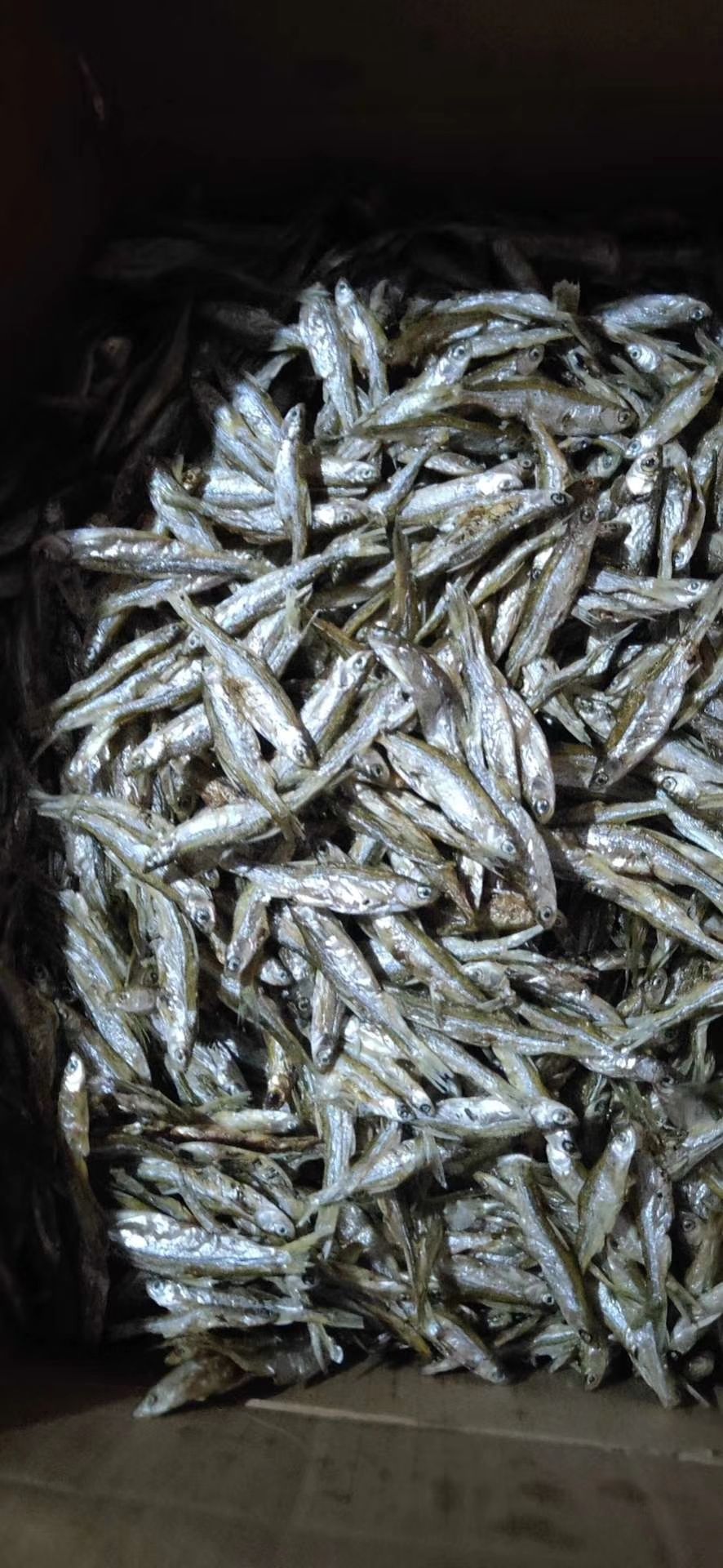 小麥穗魚(yú)干