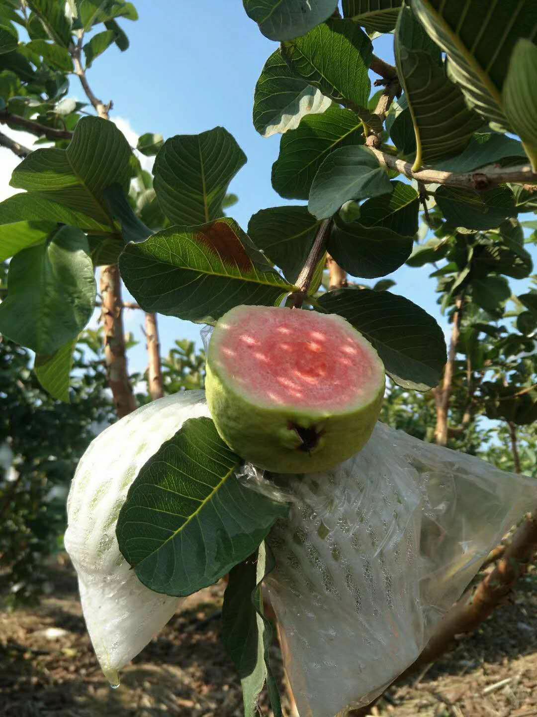 健康食品红心芭乐石榴