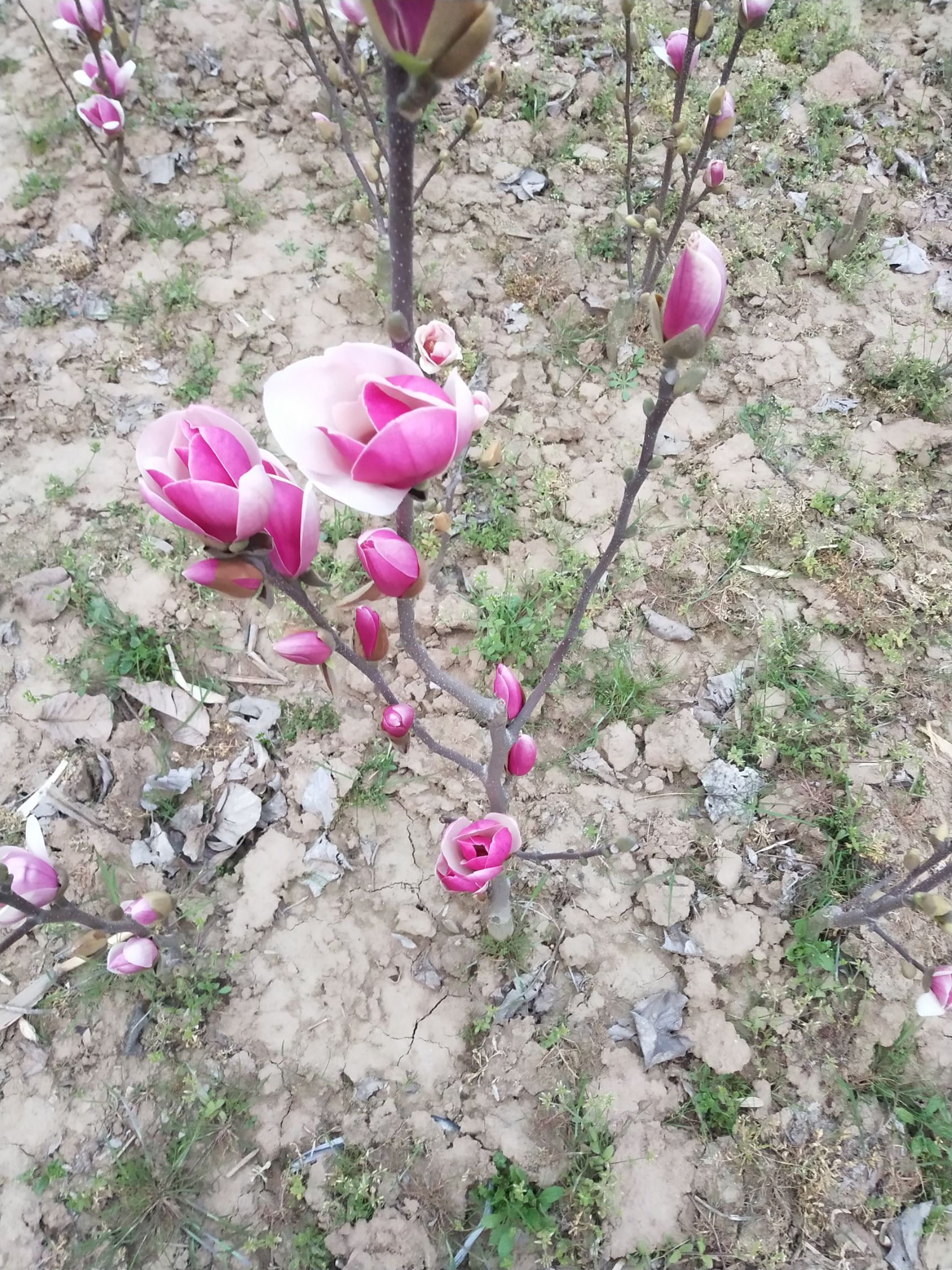 二乔玉兰  矮化如意玉兰，树型优美，花色漂亮适合庭院绿化，也