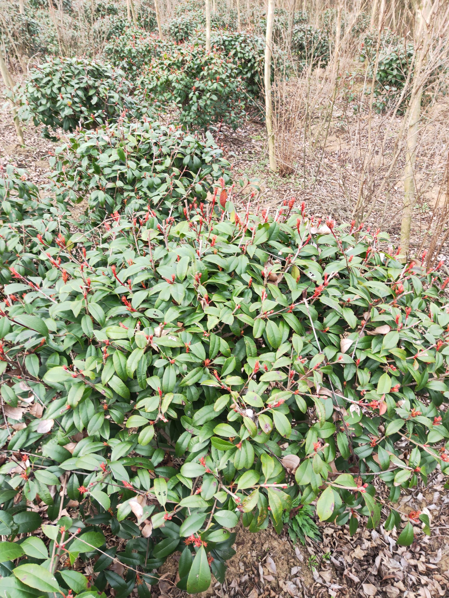  红叶石楠龙柏蜀桧（塔柏）基地