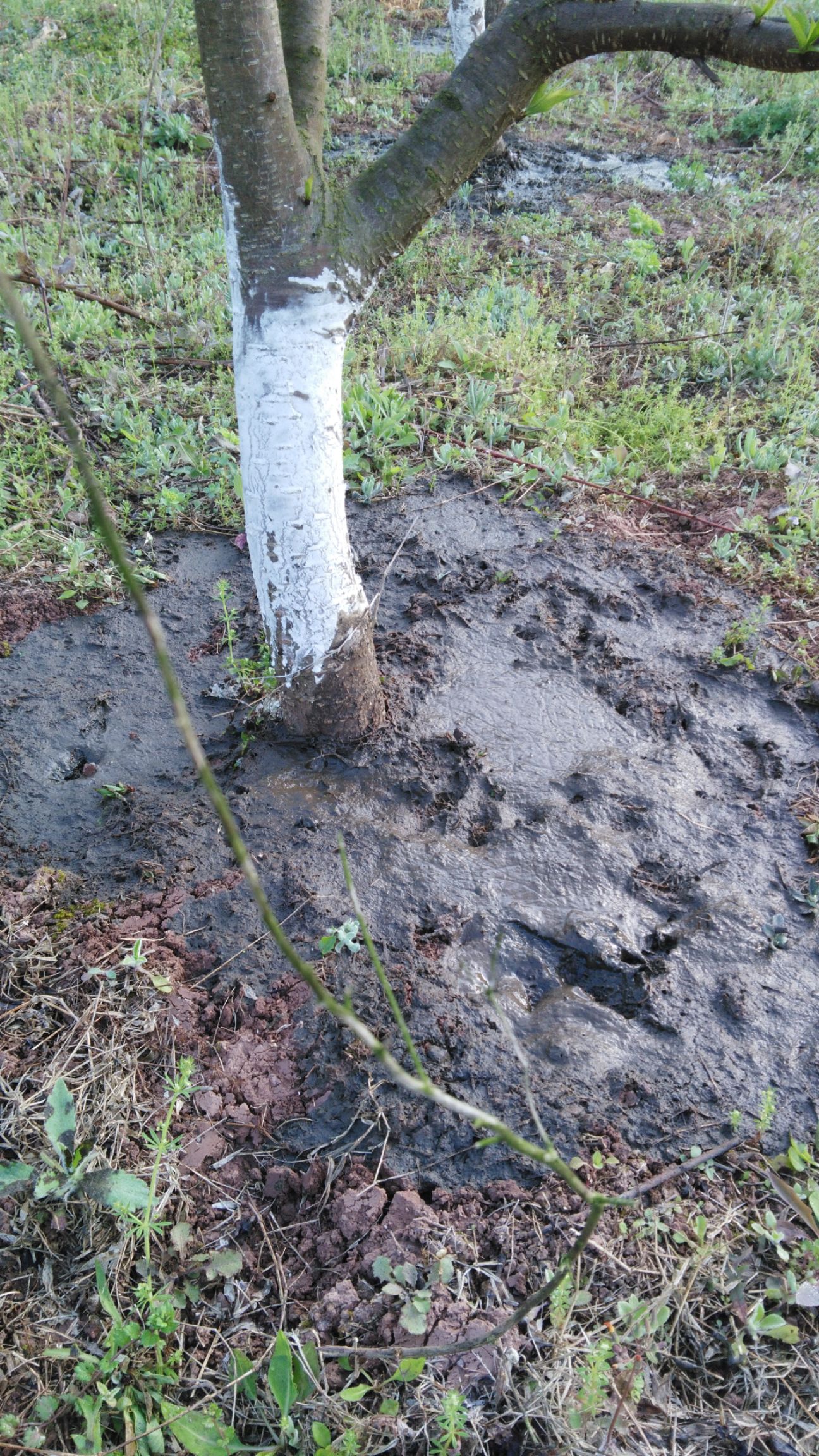 胭脂脆桃 早桃树基地<简阳市龙泉山脉万亩胭脂桃>