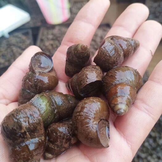 南宁优质 薄壳 石螺大量供应