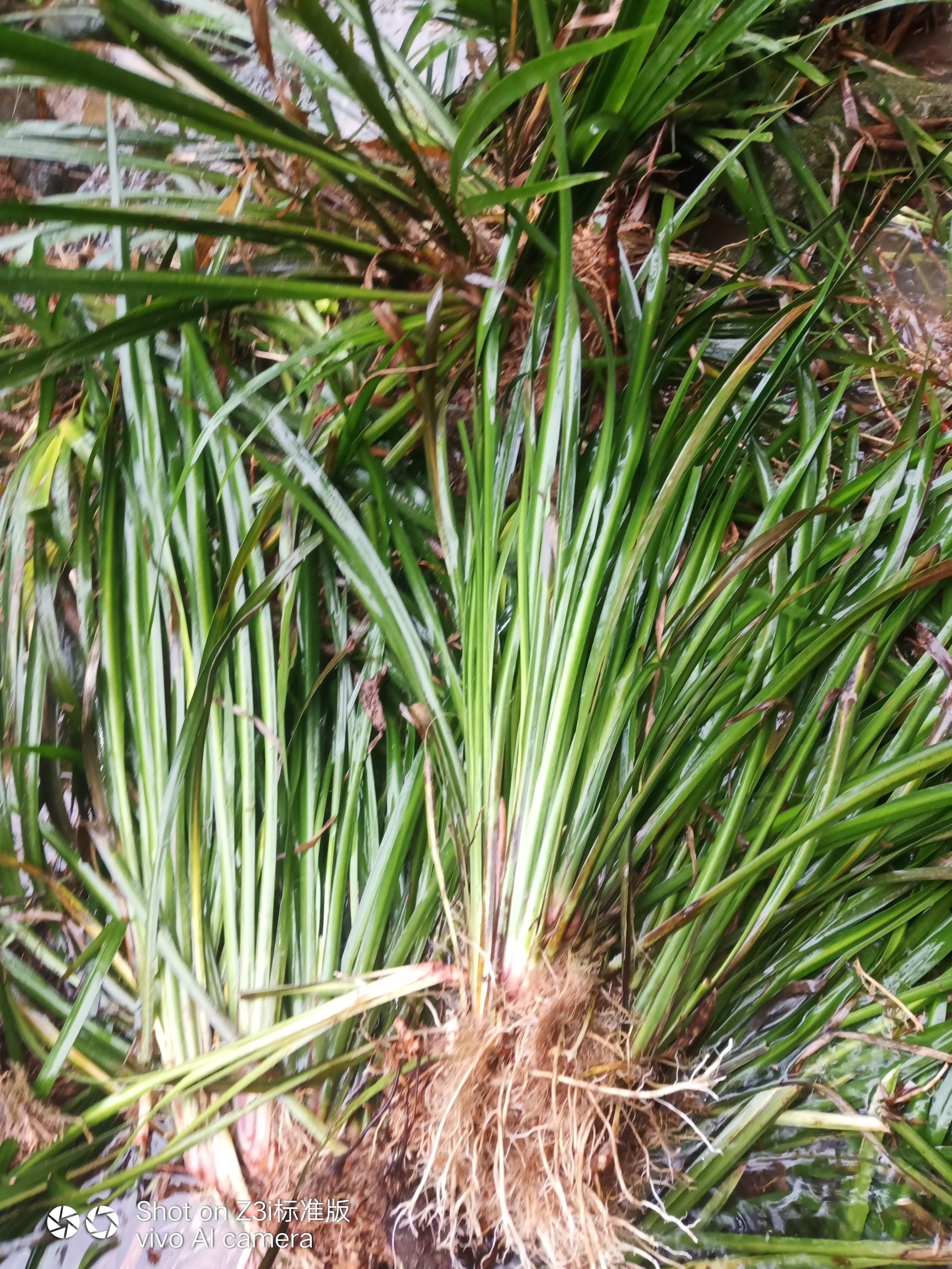  石菖蒲种苗