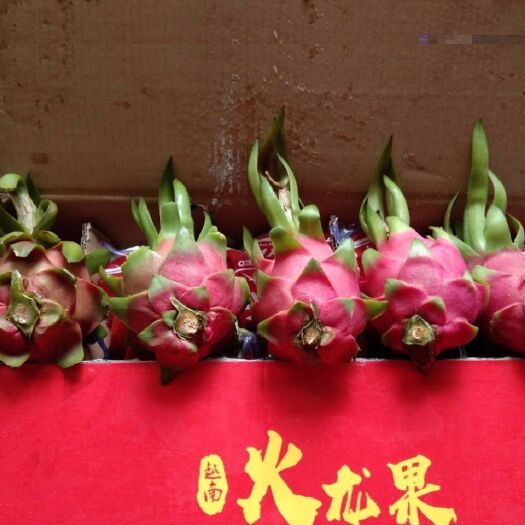 东兴市 白心红心火龙果单只一斤果