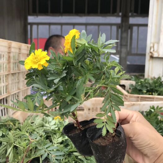 青州市草花  精品孔雀草