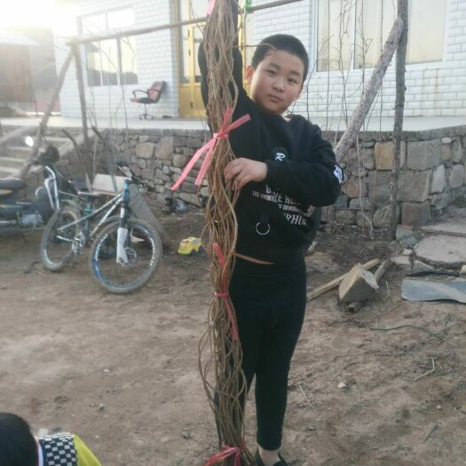 凤城市软枣猕猴桃苗 龙成二号，保证品种，保证质量。量大优惠