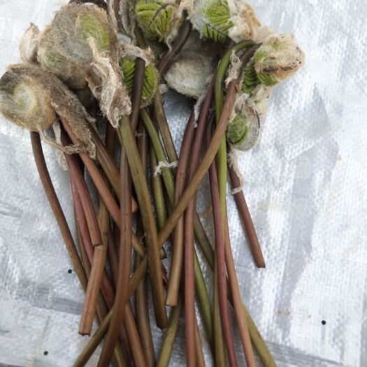 毕节野生蕨菜 阙菜，云贵川阙菜