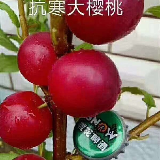 北票市 抗寒大樱桃苗