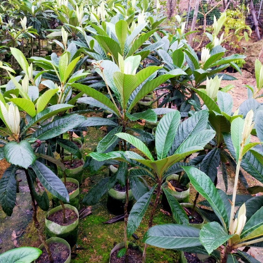 普宁市枇杷芒果苗 枇杷果苗，，凤梨