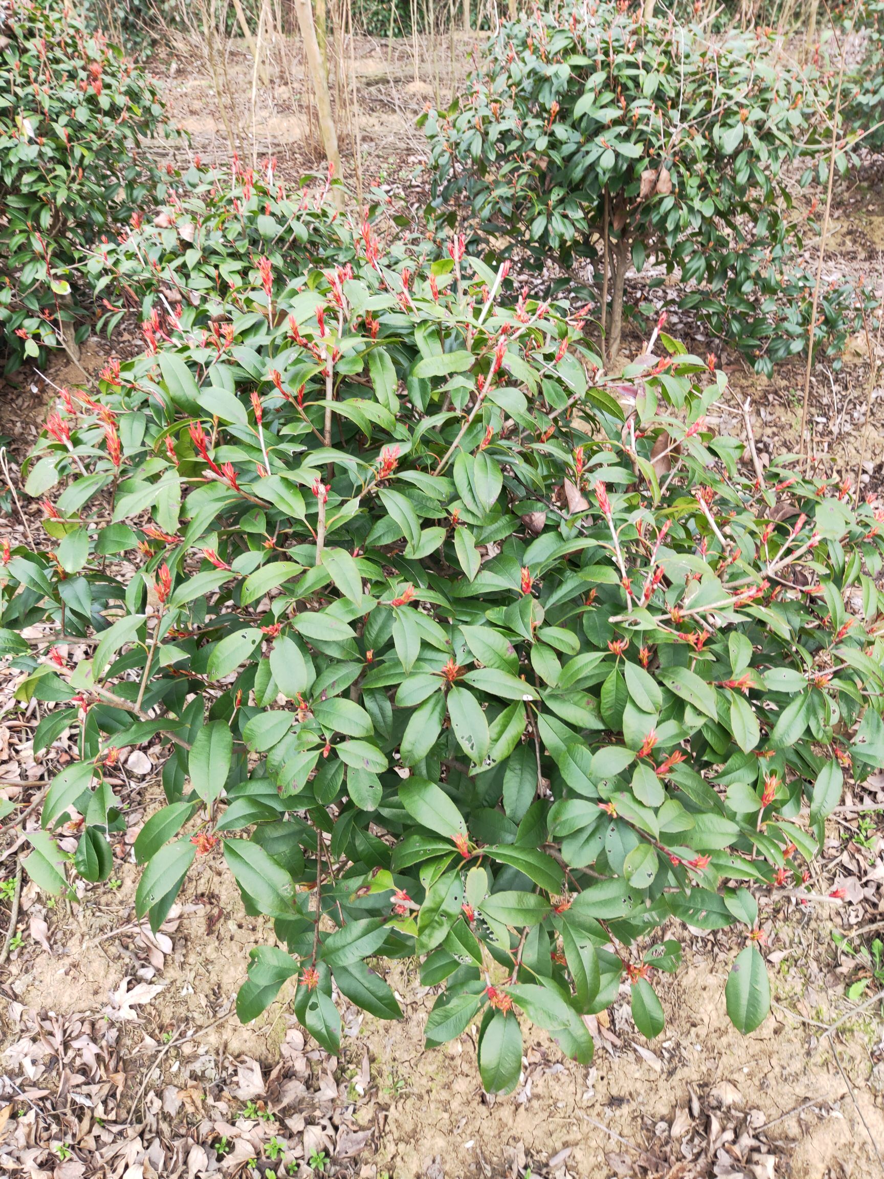  红叶石楠龙柏蜀桧（塔柏）基地