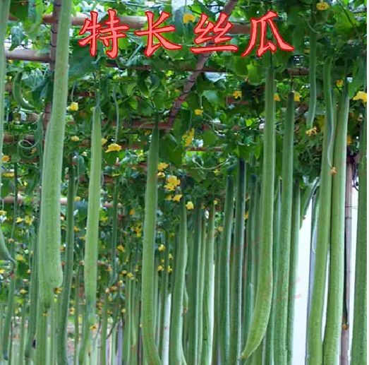 鼎牌優(yōu)比1號肉絲瓜種子種籽南方農(nóng)家早熟春季四季蔬菜種子