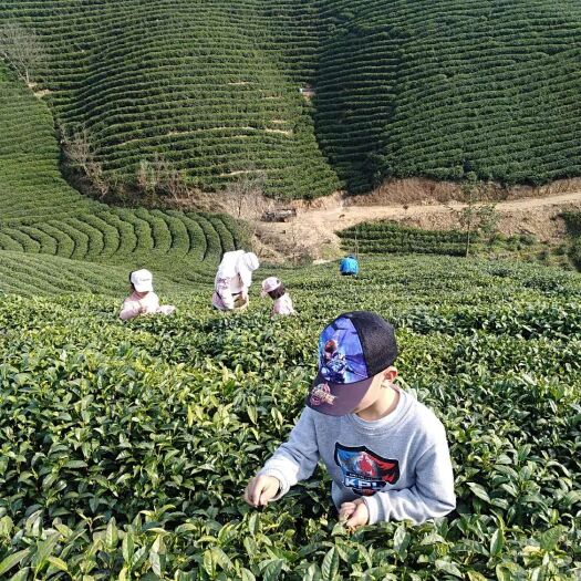 信阳信阳毛尖 好茶自产自销